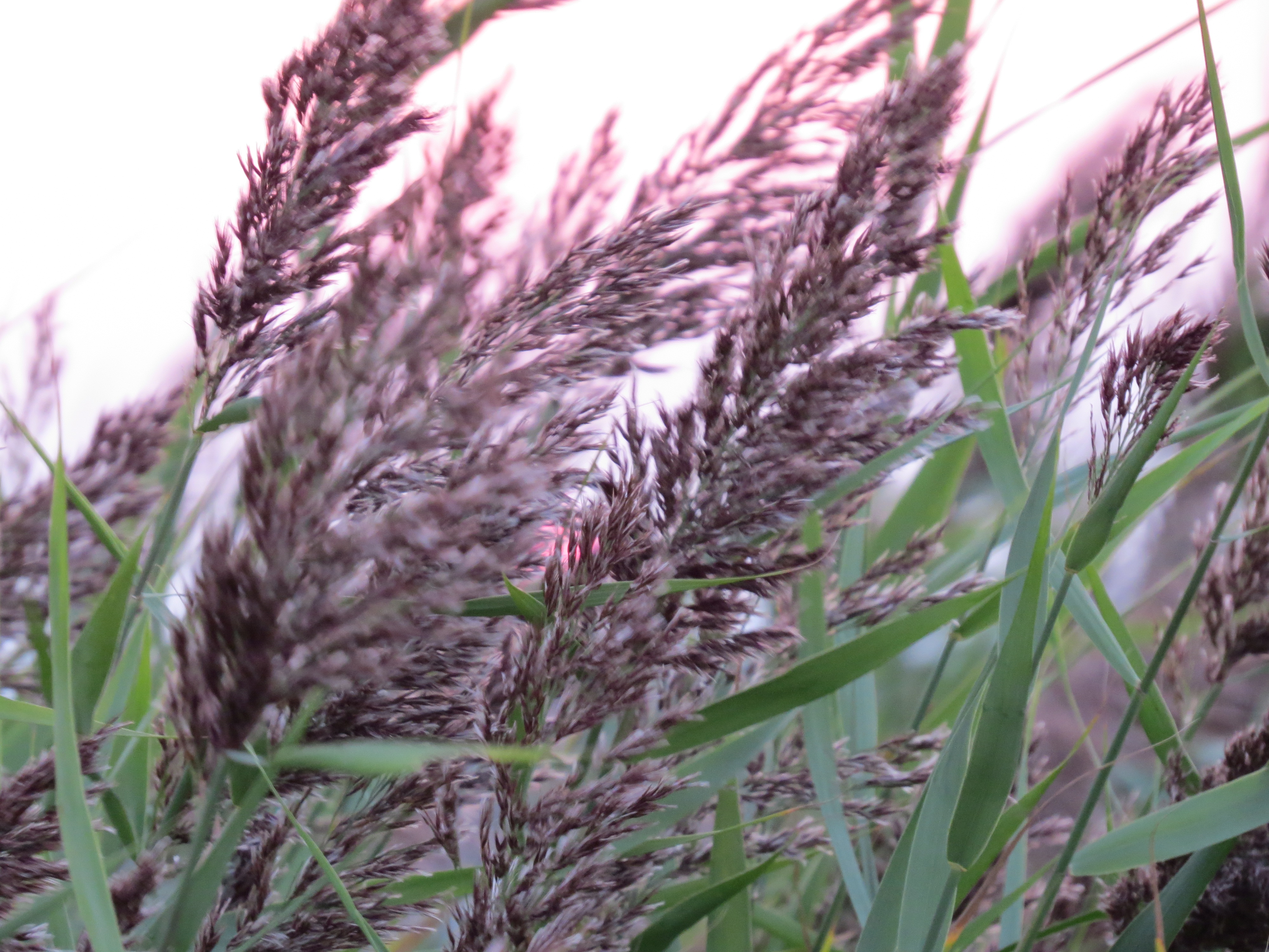 Grass grains with sunset behind